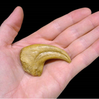 Carchardonontosaurus saharicus Hand (Manus) Dinosaur Claw | Fossils & Artifacts for Sale | Paleo Enterprises | Fossils & Artifacts for Sale