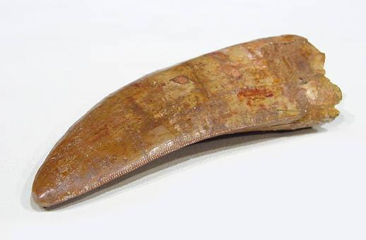 Carcharodontosaurus saharicus Dinosaur Tooth | Fossils & Artifacts for Sale | Paleo Enterprises | Fossils & Artifacts for Sale