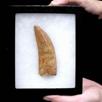 Carcharodontosaurus saharicus Dinosaur Tooth | Fossils & Artifacts for Sale | Paleo Enterprises | Fossils & Artifacts for Sale