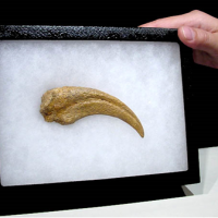 Dromaeosaur ("Raptor") Dinosaur Killing Claw (Copy) | Fossils & Artifacts for Sale | Paleo Enterprises | Fossils & Artifacts for Sale