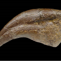 Large Dromaeosaurid ("Raptor") USA Dinosaur Hand Claw | Fossils & Artifacts for Sale | Paleo Enterprises | Fossils & Artifacts for Sale
