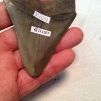 Meg / Shark Teeth / Fossil | Fossils & Artifacts for Sale | Paleo Enterprises | Fossils & Artifacts for Sale