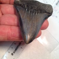 Meg / Shark Teeth / Fossils | Fossils & Artifacts for Sale | Paleo Enterprises | Fossils & Artifacts for Sale
