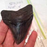 Meg / Shark Tooth / Fossil | Fossils & Artifacts for Sale | Paleo Enterprises | Fossils & Artifacts for Sale