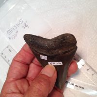 Meg / Shark Tooth / Fossil | Fossils & Artifacts for Sale | Paleo Enterprises | Fossils & Artifacts for Sale