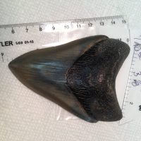 Meg / Shark Tooth / Fossils | Fossils & Artifacts for Sale | Paleo Enterprises | Fossils & Artifacts for Sale