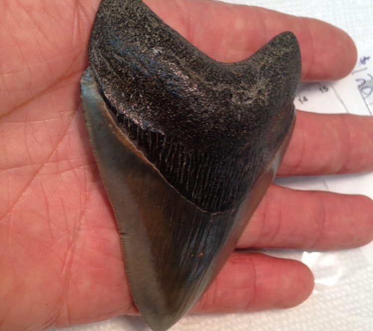 Meg / Shark Tooth / Fossils | Fossils & Artifacts for Sale | Paleo Enterprises | Fossils & Artifacts for Sale