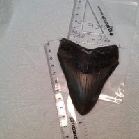Meg / Shark Teeth / Fossil | Fossils & Artifacts for Sale | Paleo Enterprises | Fossils & Artifacts for Sale