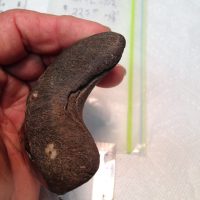Meg Tooth / Shark Tooth / Fossil | Fossils & Artifacts for Sale | Paleo Enterprises | Fossils & Artifacts for Sale