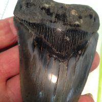 Meg Tooth / Shark Tooth / Fossil | Fossils & Artifacts for Sale | Paleo Enterprises | Fossils & Artifacts for Sale