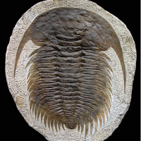 Paradoxides trilobite (Very Fine Detail) | Fossils & Artifacts for Sale | Paleo Enterprises | Fossils & Artifacts for Sale