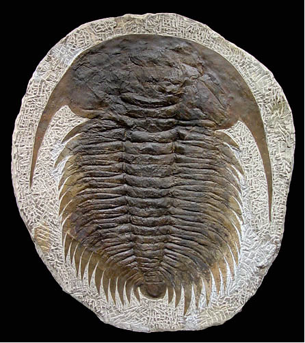 Paradoxides trilobite (Very Fine Detail) | Fossils & Artifacts for Sale | Paleo Enterprises | Fossils & Artifacts for Sale