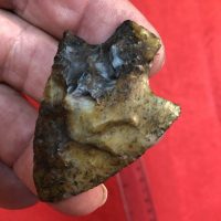 Coral Newnan Florida Artifact | Fossils & Artifacts for Sale | Paleo Enterprises | Fossils & Artifacts for Sale