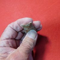 Beaver Lake Paleo Indians | Fossils & Artifacts for Sale | Paleo Enterprises | Fossils & Artifacts for Sale