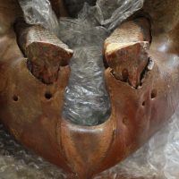 Juvenile Woolly Mammoth Jaw Fossil | Fossils & Artifacts for Sale | Paleo Enterprises | Fossils & Artifacts for Sale
