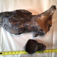 Megatherium  (Giant Sloth) Heal Bone | Fossils & Artifacts for Sale | Paleo Enterprises | Fossils & Artifacts for Sale