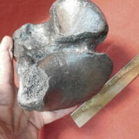 Megatherium  (Giant Sloth) Heal Bone | Fossils & Artifacts for Sale | Paleo Enterprises | Fossils & Artifacts for Sale
