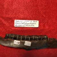 Archaeohippus Miocene Horse Jaw | Fossils & Artifacts for Sale | Paleo Enterprises | Fossils & Artifacts for Sale