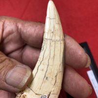 Saber Tooth Tiger Tooth | Fossils & Artifacts for Sale | Paleo Enterprises | Fossils & Artifacts for Sale