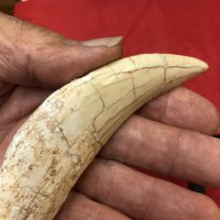 Saber Tooth Tiger Tooth | Fossils & Artifacts for Sale | Paleo Enterprises | Fossils & Artifacts for Sale