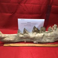 Basilosaurus (King Lizard) Giant Whale | Fossils & Artifacts for Sale | Paleo Enterprises | Fossils & Artifacts for Sale