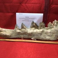 Basilosaurus (King Lizard) Giant Whale | Fossils & Artifacts for Sale | Paleo Enterprises | Fossils & Artifacts for Sale