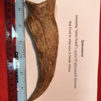 Spinosaurus Hand Claw And Finger Bone Fossil | Fossils & Artifacts for Sale | Paleo Enterprises | Fossils & Artifacts for Sale