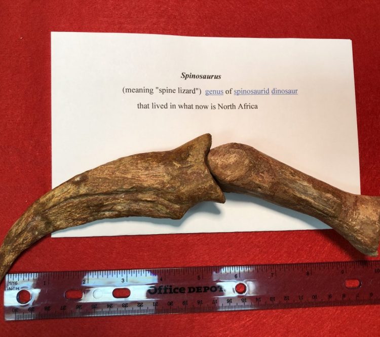 Spinosaurus Hand Claw And Finger Bone Fossil | Fossils & Artifacts for Sale | Paleo Enterprises | Fossils & Artifacts for Sale