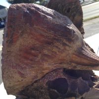 Woolly Mammoth Upper Jaw Fossil | Fossils & Artifacts for Sale | Paleo Enterprises | Fossils & Artifacts for Sale