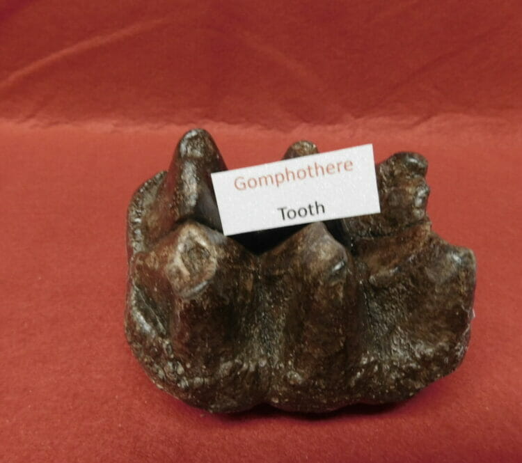 Gomphothere Tooth Fossil Very Nice | Fossils & Artifacts for Sale | Paleo Enterprises | Fossils & Artifacts for Sale