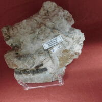 Fossil Rhino Skull Very Nice Hyracodon (Running Rhino) | Fossils & Artifacts for Sale | Paleo Enterprises | Fossils & Artifacts for Sale