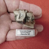 Fossil Rhino Tooth Very Nice Hyracodon (Running Rhino) | Fossils & Artifacts for Sale | Paleo Enterprises | Fossils & Artifacts for Sale