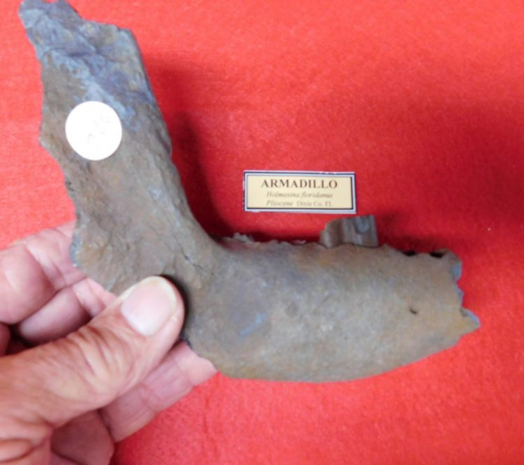 Giant Armadillo Jaw Three Partial Teeth | Fossils & Artifacts for Sale | Paleo Enterprises | Fossils & Artifacts for Sale