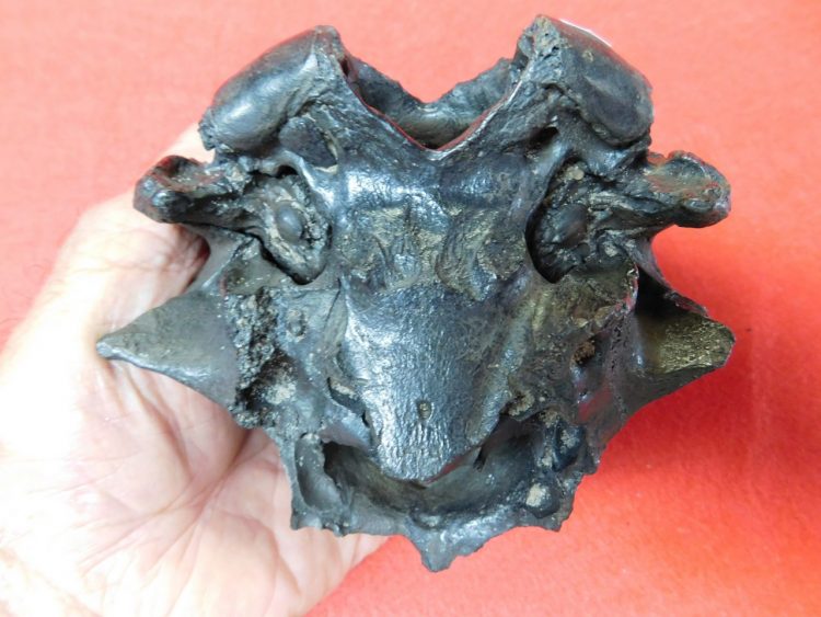 Giant Armadillo Partial Skull Florida | Fossils & Artifacts for Sale | Paleo Enterprises | Fossils & Artifacts for Sale