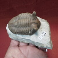 Asaphus Trilobite | Fossils & Artifacts for Sale | Paleo Enterprises | Fossils & Artifacts for Sale