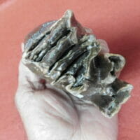 Best Small Fossil Woolly Mammoth Tooth Russia | Fossils & Artifacts for Sale | Paleo Enterprises | Fossils & Artifacts for Sale