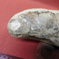 Big Fish Fossil | Fossils & Artifacts for Sale | Paleo Enterprises | Fossils & Artifacts for Sale