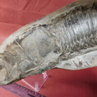 Big Fish Fossil | Fossils & Artifacts for Sale | Paleo Enterprises | Fossils & Artifacts for Sale
