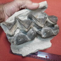 Brontotherium Jaw Two Teeth Fossil Titanothere's | Fossils & Artifacts for Sale | Paleo Enterprises | Fossils & Artifacts for Sale
