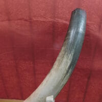 Complete Fossil Mastodon Tusk | Fossils & Artifacts for Sale | Paleo Enterprises | Fossils & Artifacts for Sale