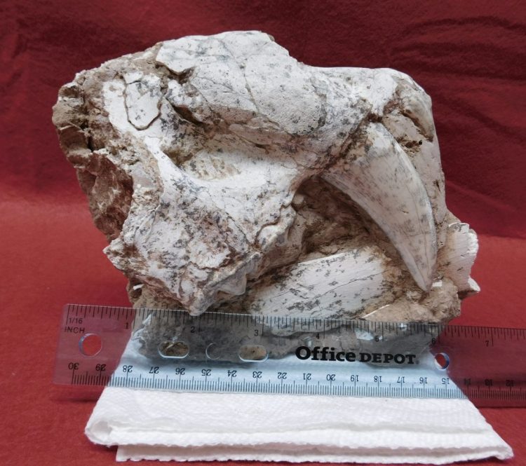 Partial Top of Saber cat Skull | Fossils & Artifacts for Sale | Paleo Enterprises | Fossils & Artifacts for Sale