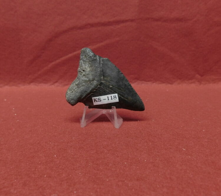 Shark tooth turned arrowhead | Fossils & Artifacts for Sale | Paleo Enterprises | Fossils & Artifacts for Sale