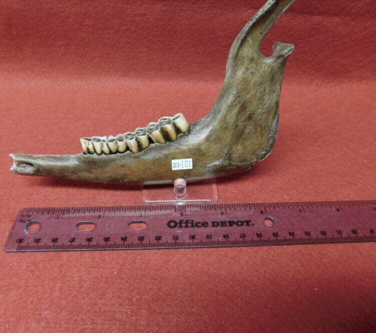 Fossil Deer Jaw teeth Fossil | Fossils & Artifacts for Sale | Paleo Enterprises | Fossils & Artifacts for Sale