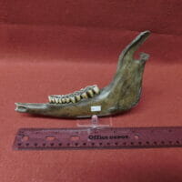 Fossil Deer Jaw teeth Fossil | Fossils & Artifacts for Sale | Paleo Enterprises | Fossils & Artifacts for Sale
