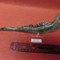 Fossil Llama Jaw Teeth Fossil | Fossils & Artifacts for Sale | Paleo Enterprises | Fossils & Artifacts for Sale