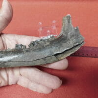 Fossil Llama Jaw Teeth Fossil | Fossils & Artifacts for Sale | Paleo Enterprises | Fossils & Artifacts for Sale