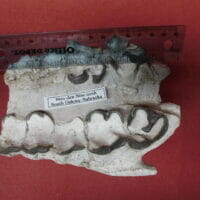 Fossil Rhino Jaw Fossil Teeth | Fossils & Artifacts for Sale | Paleo Enterprises | Fossils & Artifacts for Sale