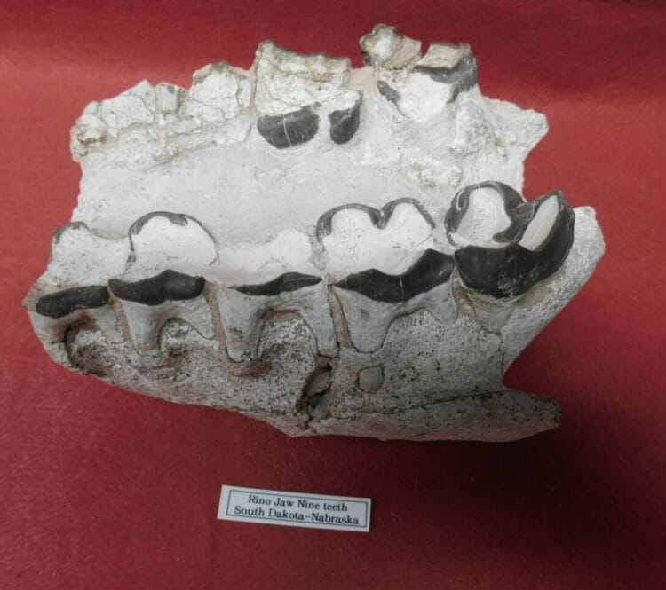 Fossil Rhino Jaw Fossil Teeth - Fossils & Artifacts for Sale | Paleo ...