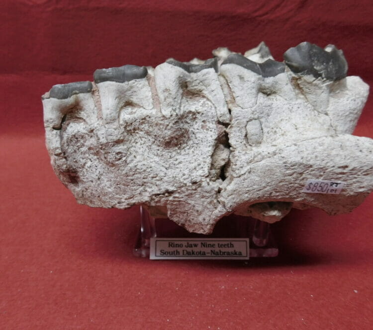 Fossil Rhino Jaw Fossil Teeth - Fossils & Artifacts for Sale | Paleo ...