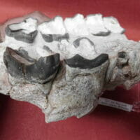 Fossil Rhino Jaw Fossil Teeth | Fossils & Artifacts for Sale | Paleo Enterprises | Fossils & Artifacts for Sale